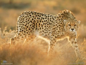 06-koshki-rescued-asiatic-cheetah_1600