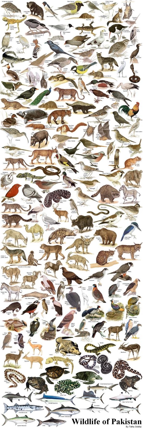 All the animals in Pakistan with pictures.